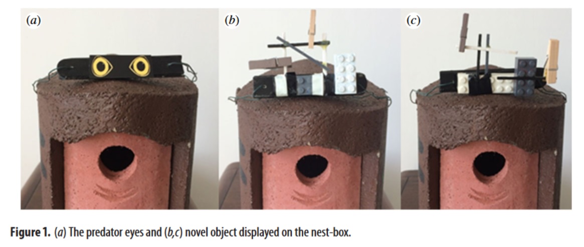 Caption a) the predator eyes and b,c) novel object displayed on the next box