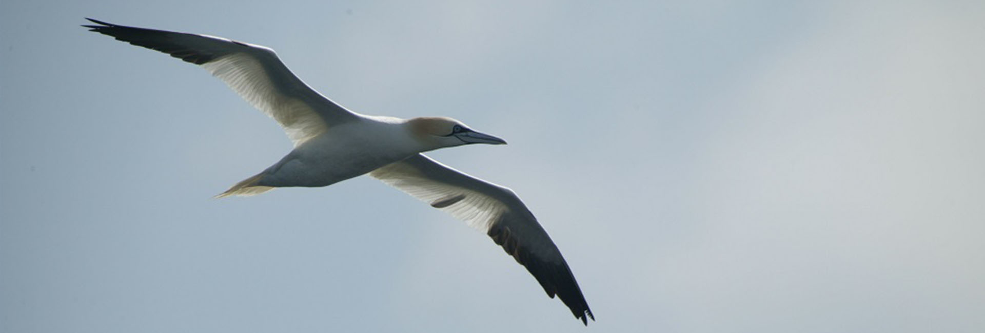 Gannet in flight