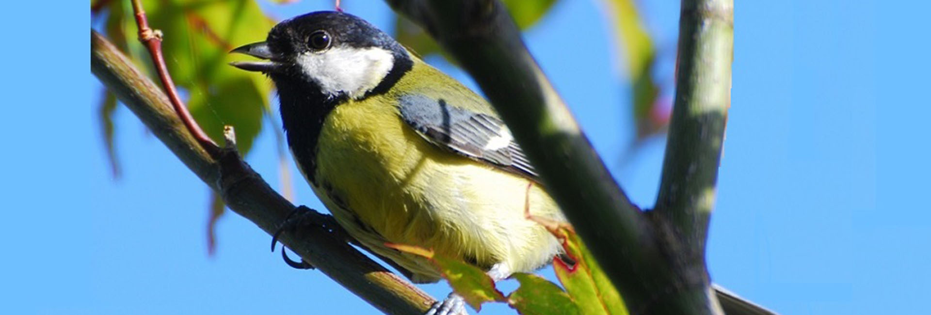 Great tit in a tree against blue sky