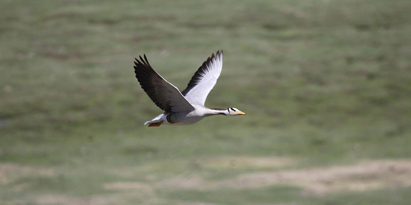 Large birds travel farther in homogeneous environments