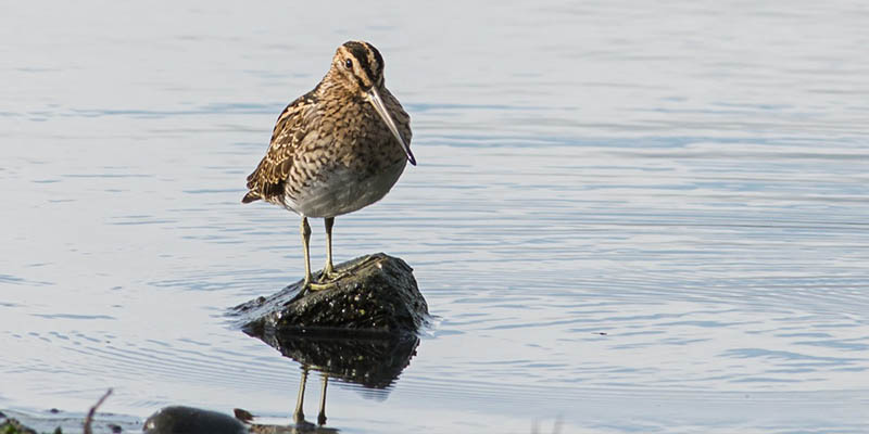 Want to get involved with snipe breeding surveys?