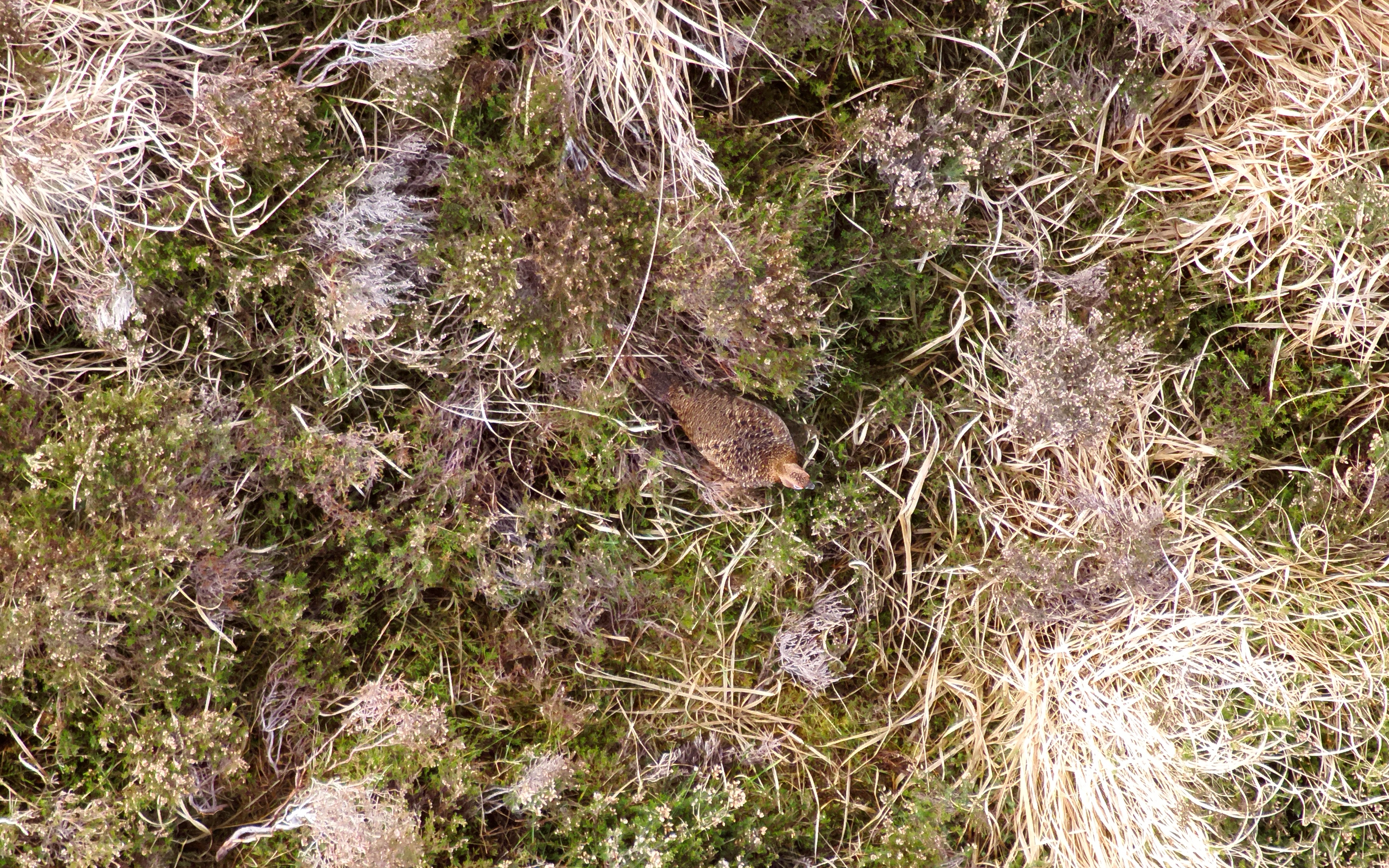 Red Grouse