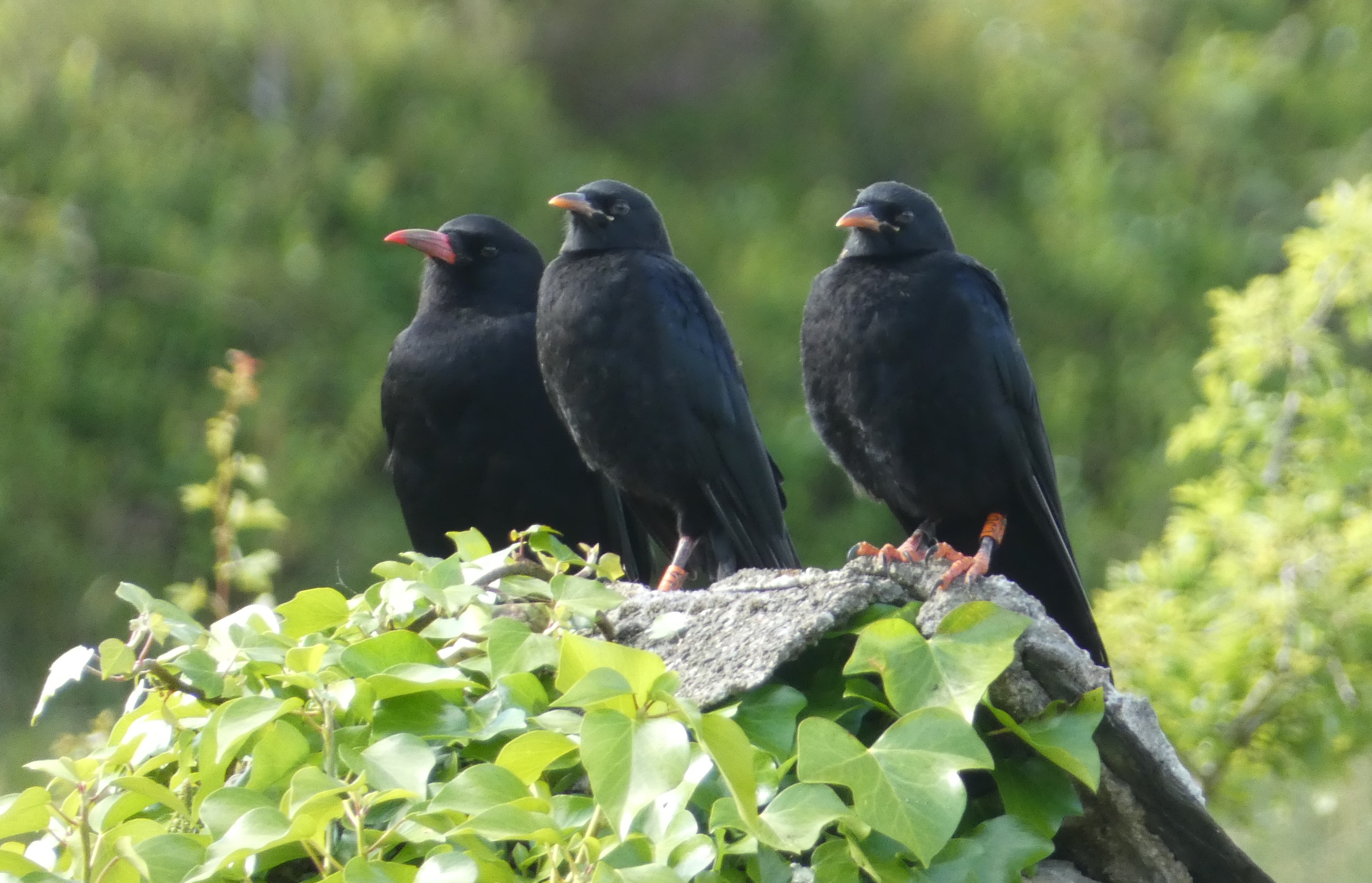 Red-billed Chough