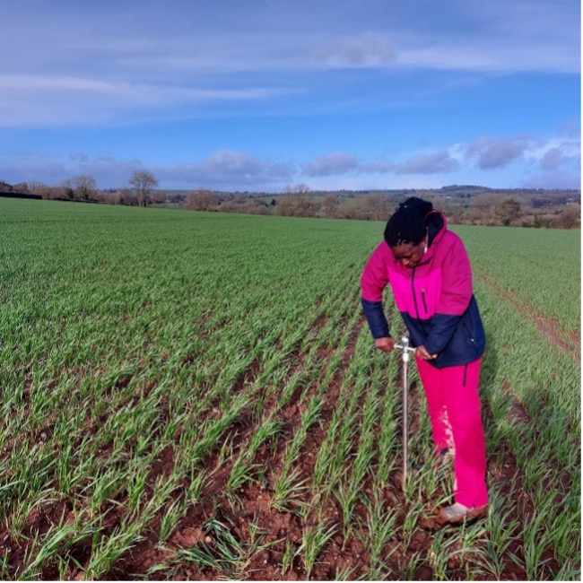 Soil coring: collecting soil samples for soil organic carbon analysis Soil coring: collecting soil samples for soil organic carbon analysis