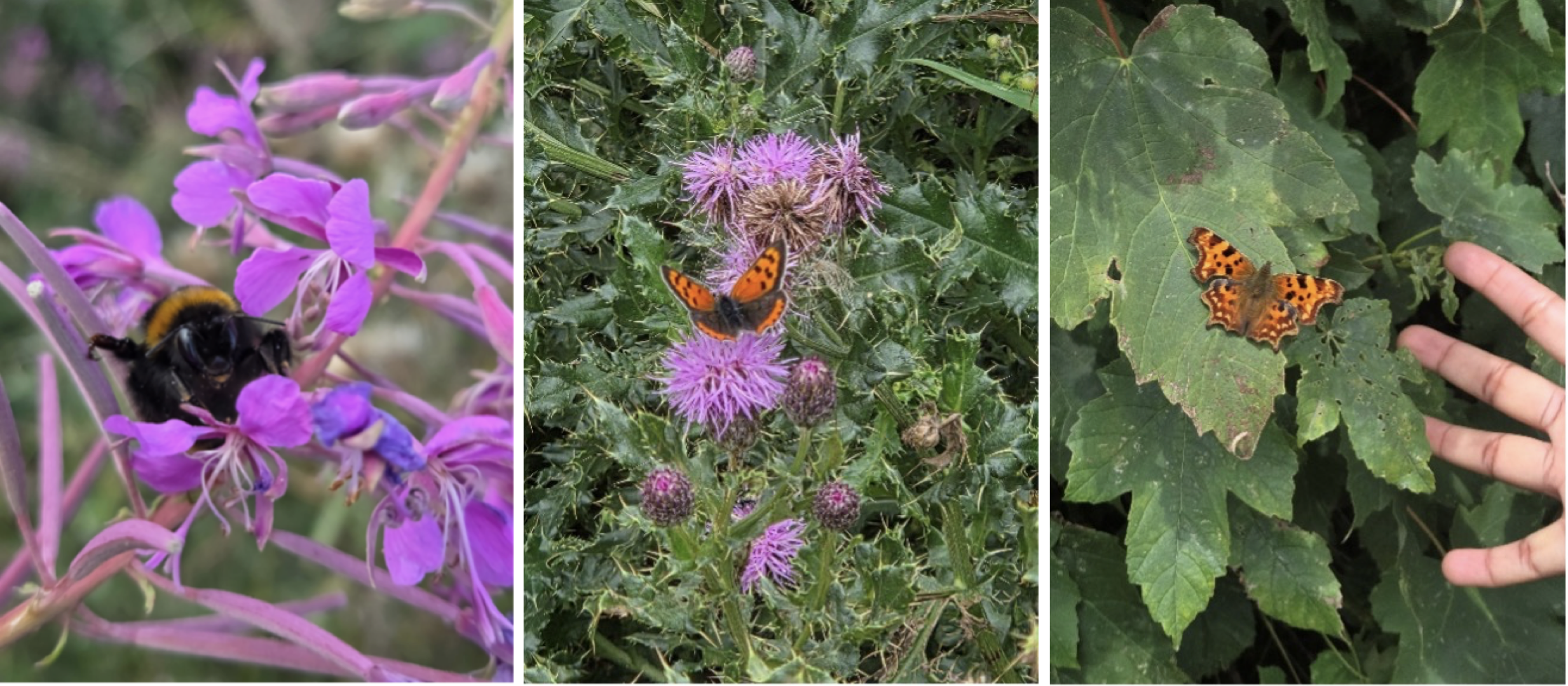 Bees and butterflies identified in the field (Left: Bumble bee, Centre: Small copper, Right: Comma)