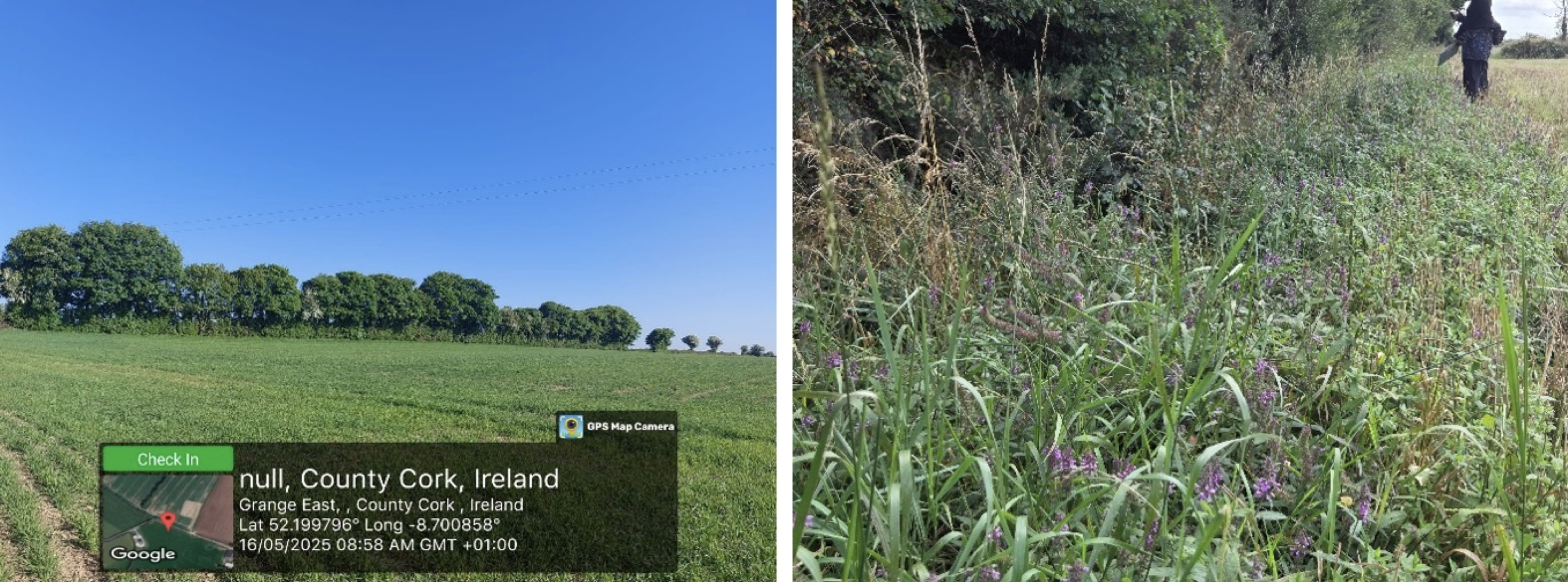 Hedgerow and field margin survey Hedgerow and field margin survey