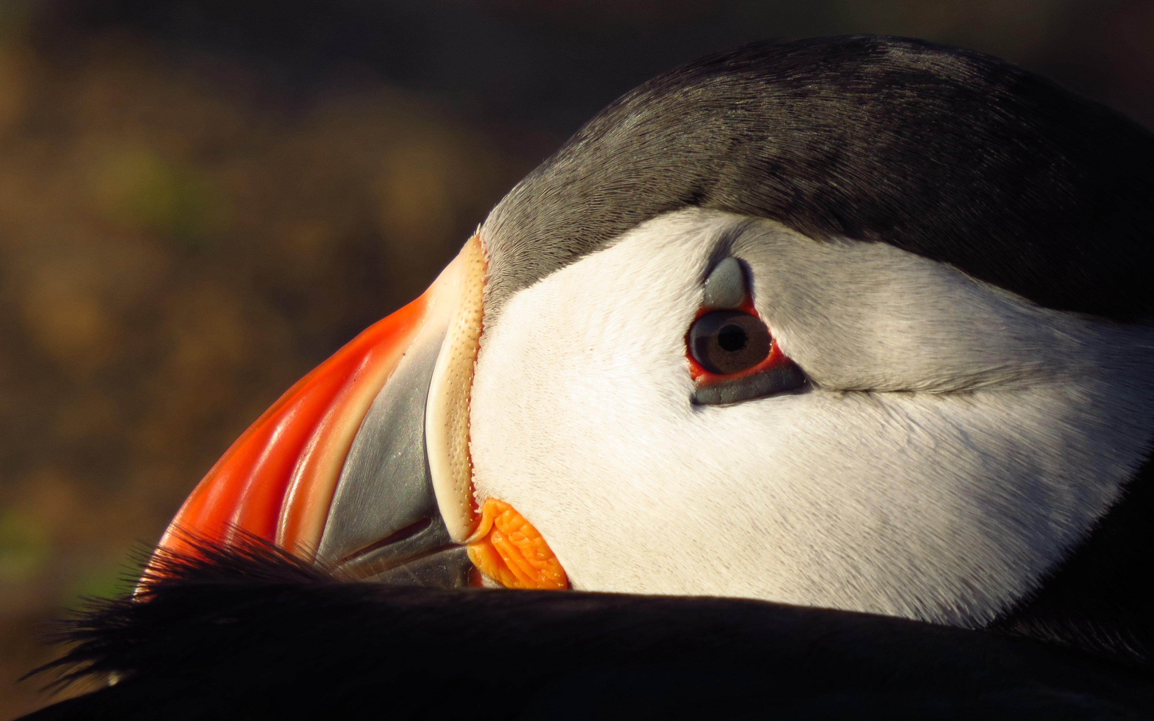 Atlantic Puffin