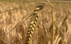 Wheat crop showing evidence of bird-related damage