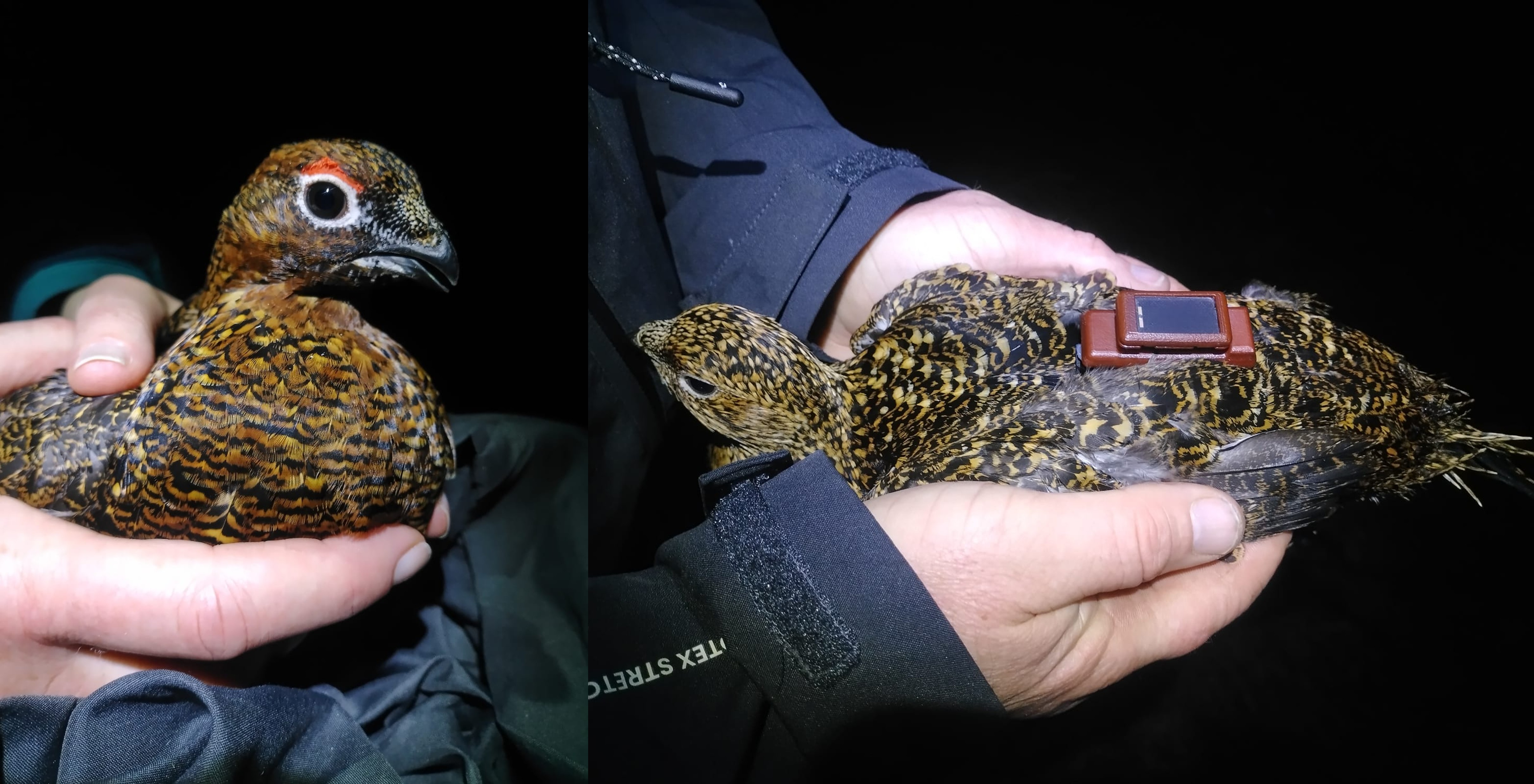 A female Red Grouse captured to attach a GPS tracking device, under licence. Detailed measurements and a DNA sample are also taken before release. A female Red Grouse captured to attach a GPS tracking device, under licence. Detailed measurements and a DNA sample are also taken before release.