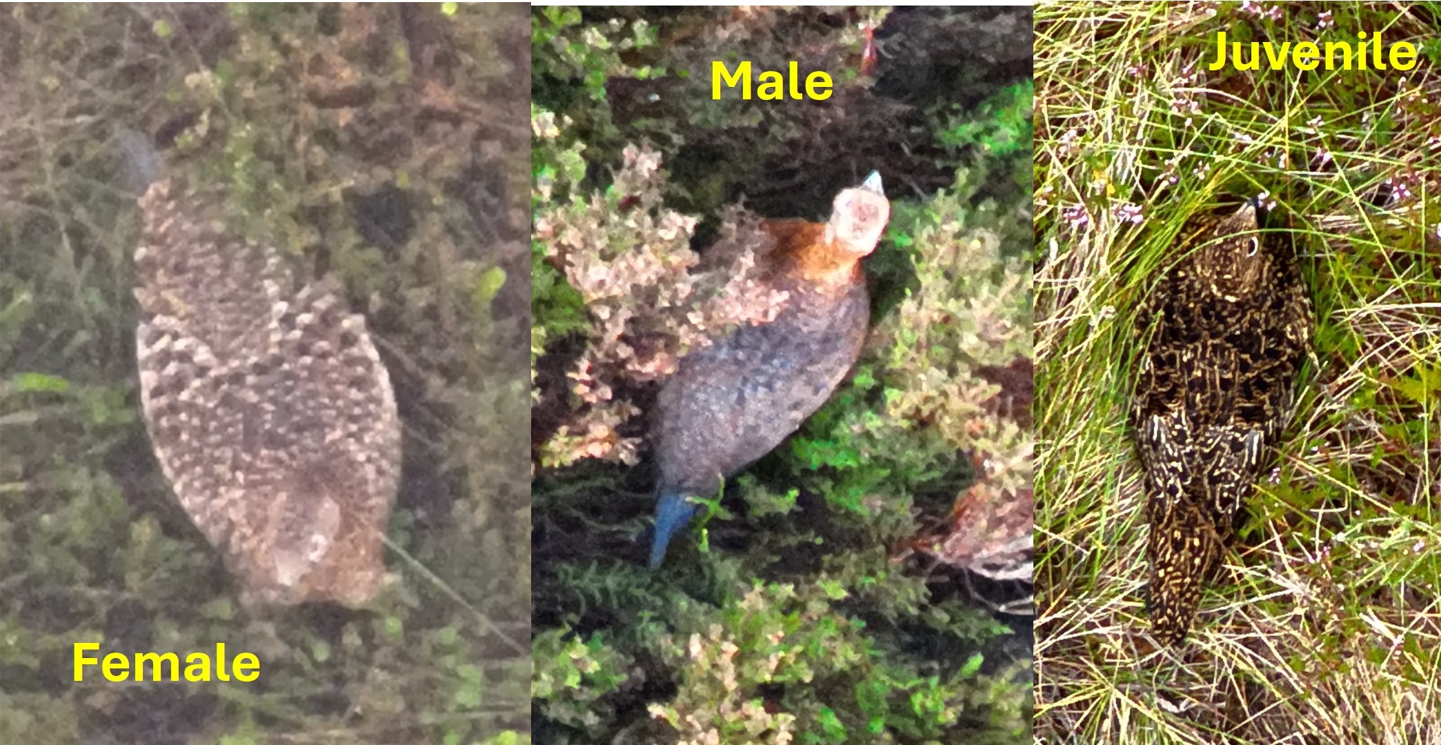 Images of Red Grouse taken using a thermal-imaging drone. Above, a view from the thermal camera showing five grouse in a group which are warmer than the surrounding habitat. Below, images taken using the drone’s zoom camera showing that it is possible to tell the sex and age of the birds. Images of Red Grouse taken using a thermal-imaging drone. Above, a view from the thermal camera showing five grouse in a group which are warmer than the surrounding habitat. Below, images taken using the drone’s zoom camera showing that it is possible to tell the sex and age of the birds.
