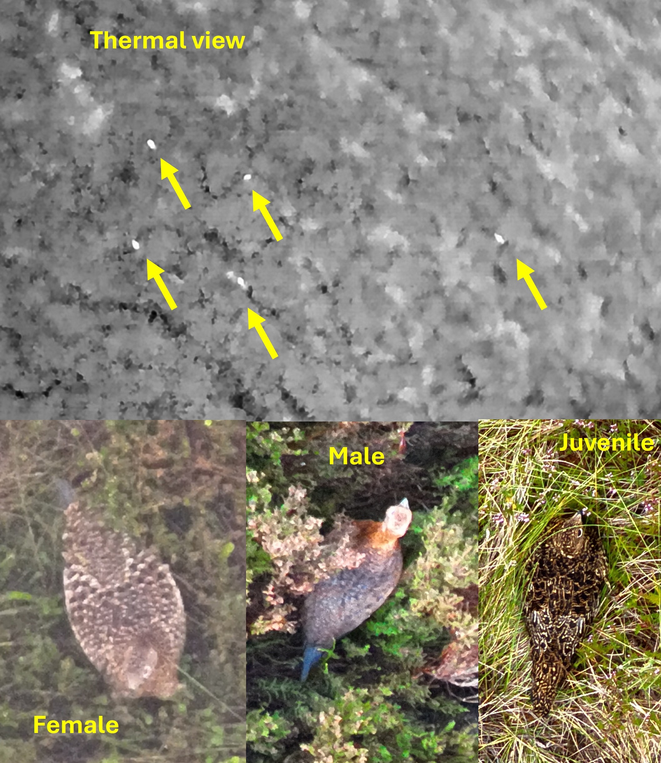 Red Grouse photos captured by drone