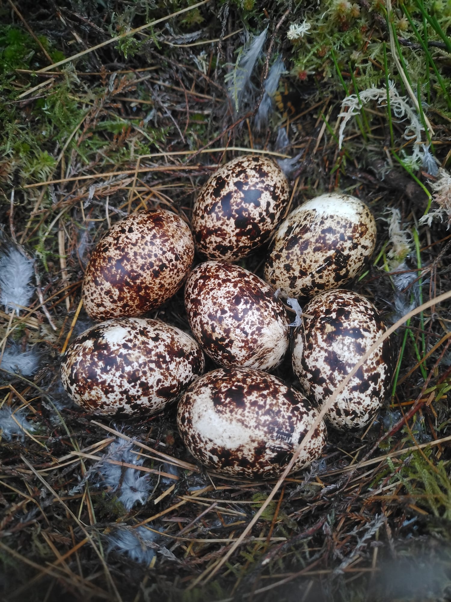 A Red Grouse nest, the eggs laid in a shallow depression amongst long heather. The female incubates them for 22 days before hatching. They are very vulnerable to predators at this stage. A Red Grouse nest, the eggs laid in a shallow depression amongst long heather. The female incubates them for 22 days before hatching. They are very vulnerable to predators at this stage.
