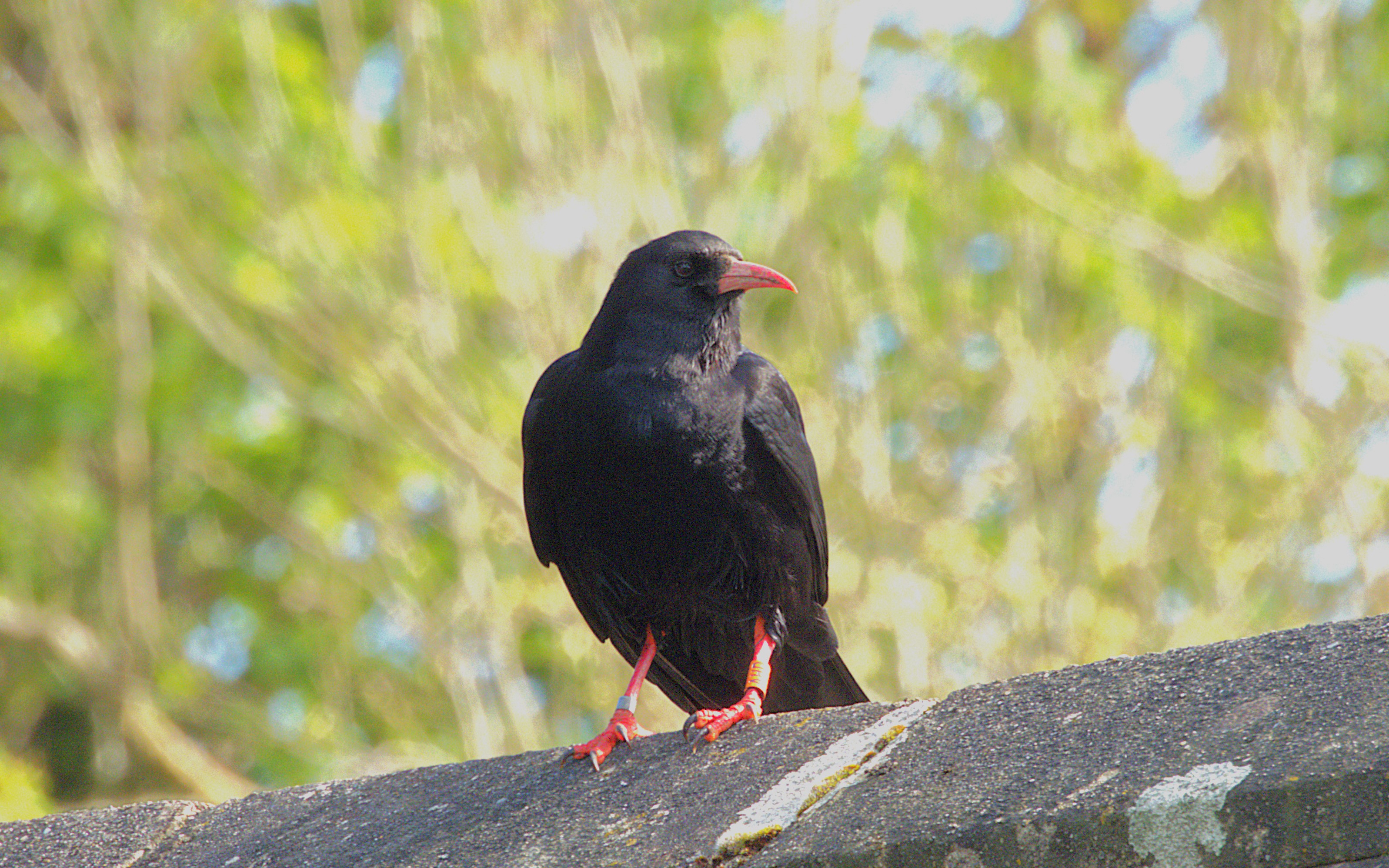 Red-billed Chough