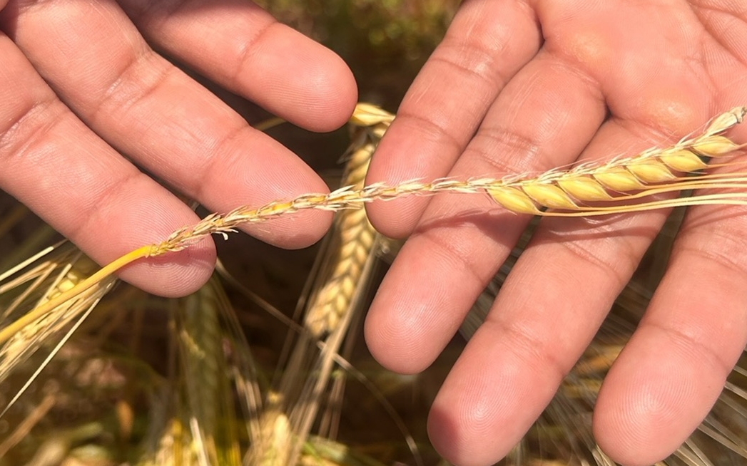 Crop damaged by birds