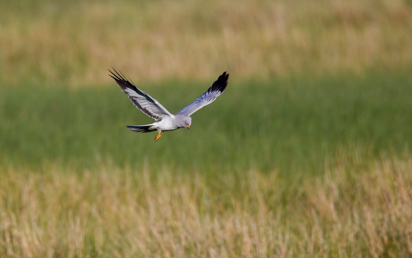 Hen Harrier