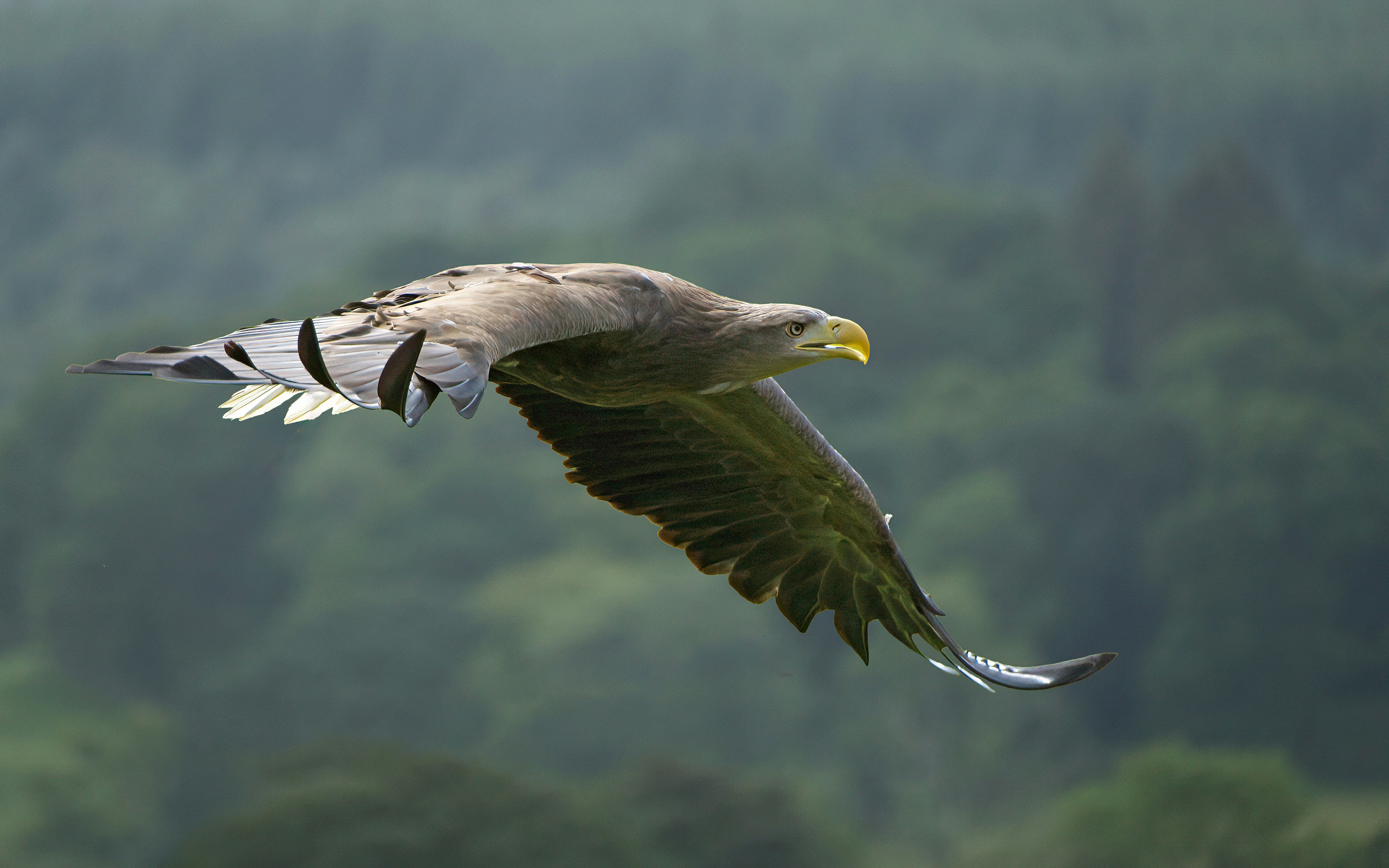 White-tailed Eagle