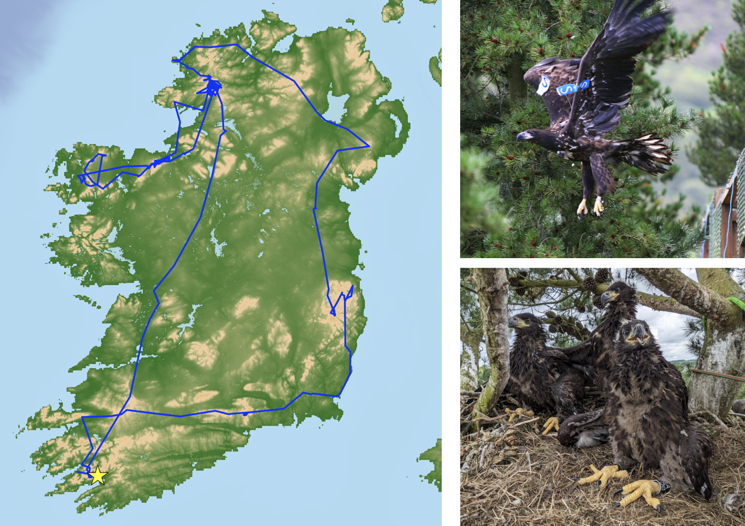 Map of juvenile white-tailed eagle dispersal trip, photo of released white-tailed eagle, photo of three eagle chicks in their nest