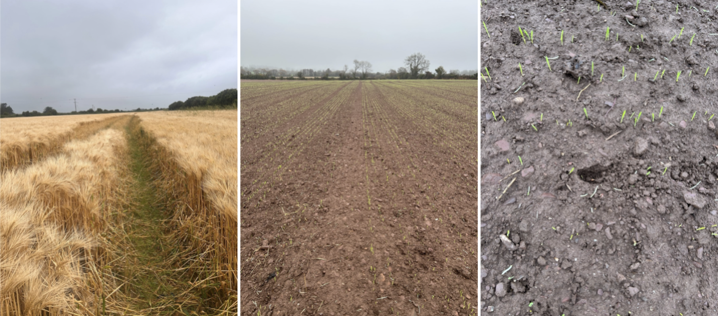 Crop fields damaged by birds Crop fields damaged by birds