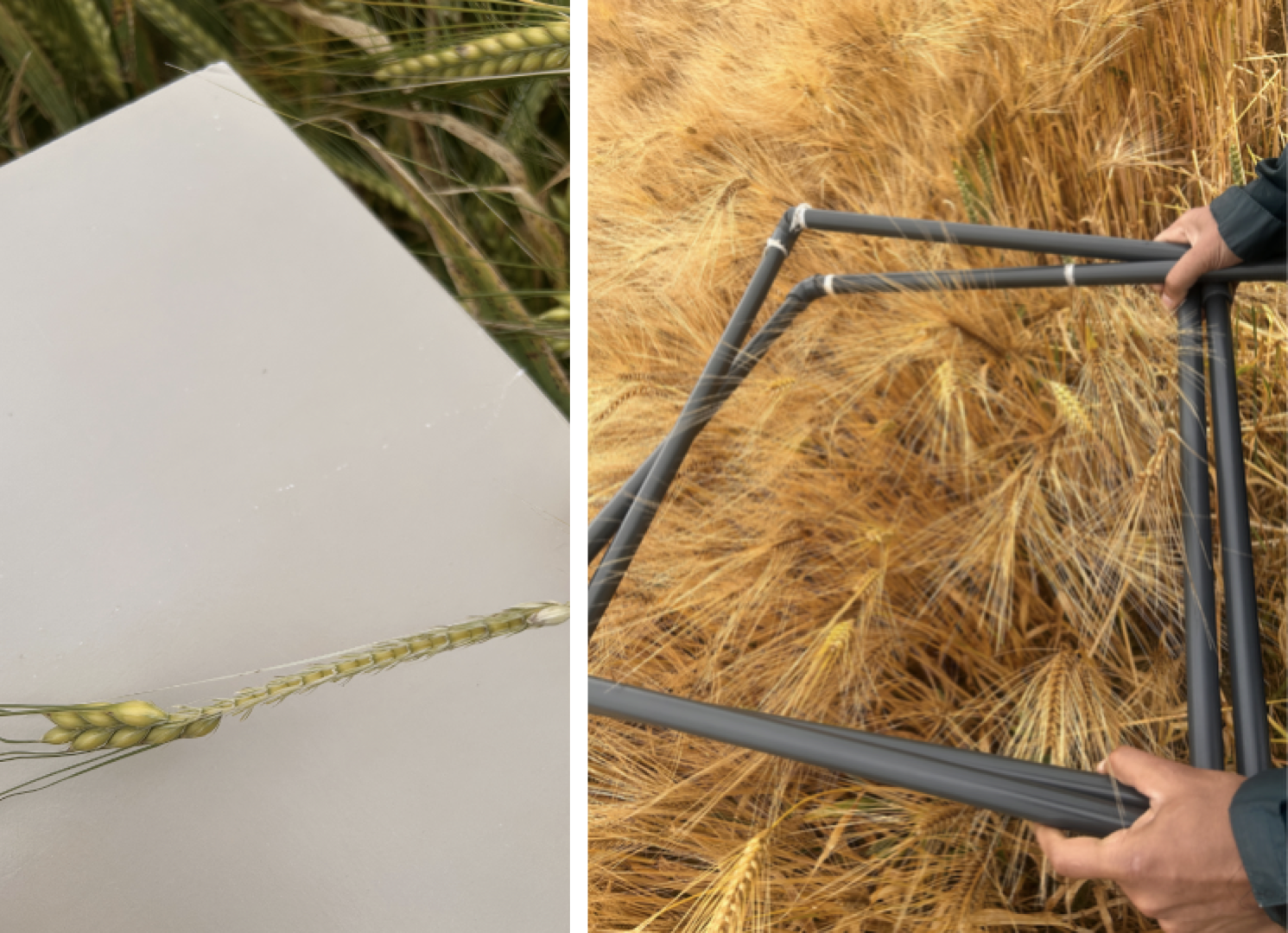 Assessing crops for bird damage Assessing crops for bird damage