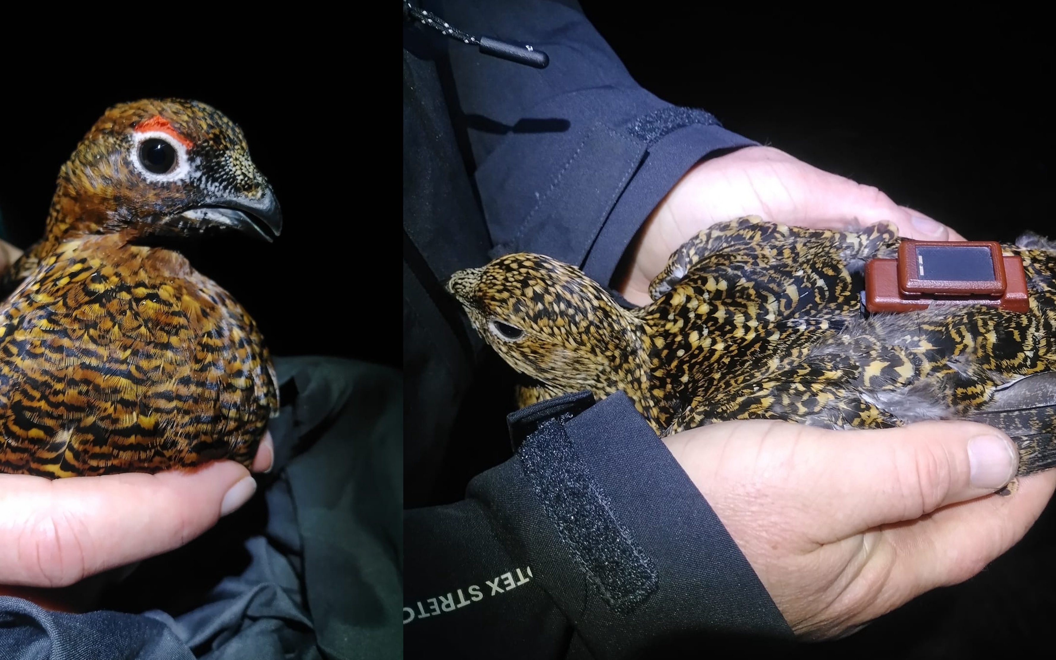 Red Grouse deployed with GPS tag