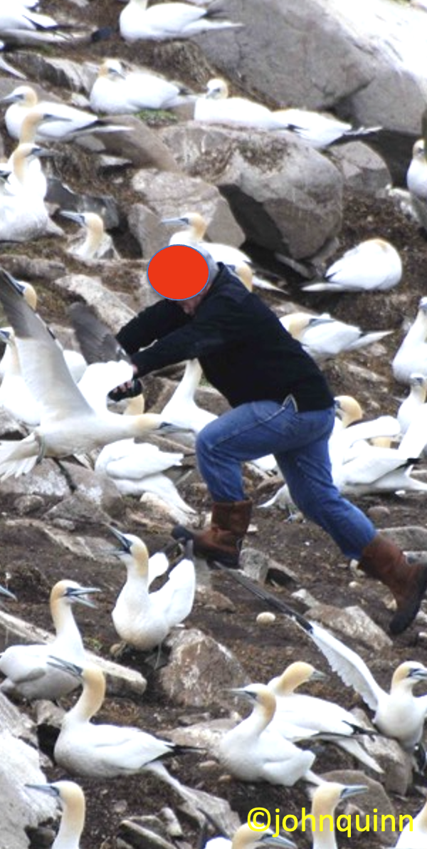 Tourist disturbing gannet colony Tourist disturbing gannet colony