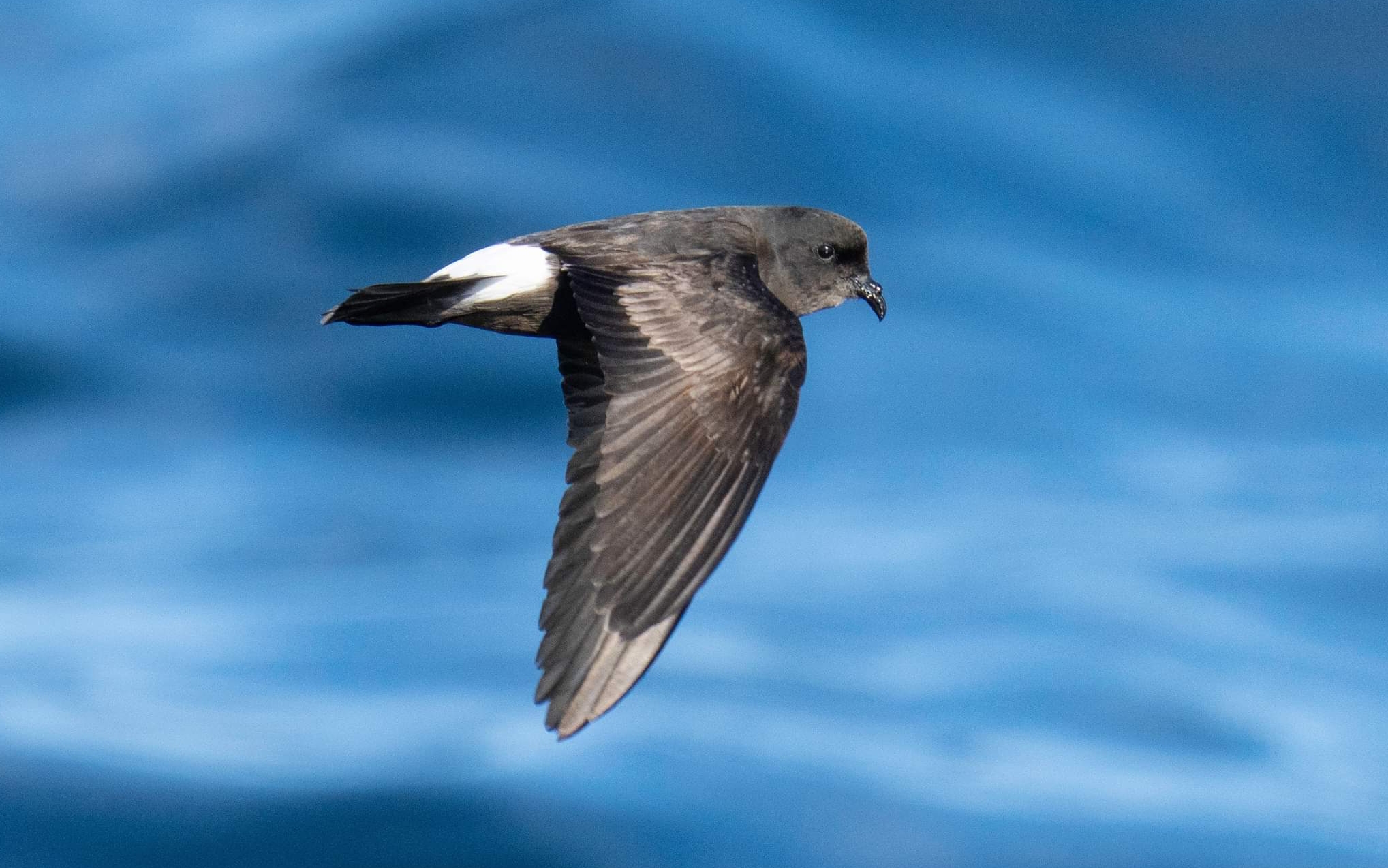 European storm-petrel