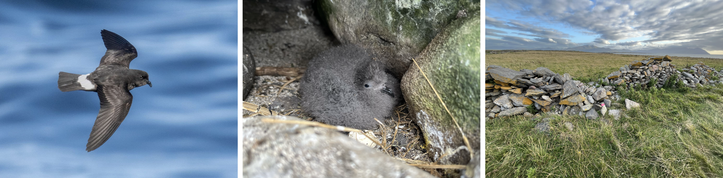 European Storm-petrel adult, European Storm-petrel chick, Dry-stone walls in which the storm-petrels nest
