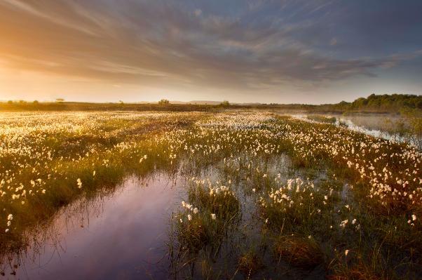 What's a Peatland Worth?