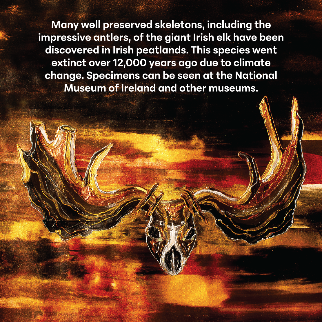 Image of an Irish elk skull
