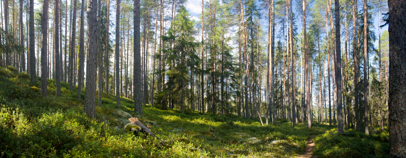 Forest Ecology Research Group