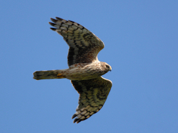 Adult Female Hen Harrier