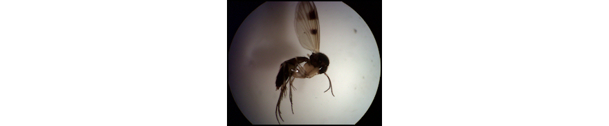 Mycetophila vittipes (Diptera, Mycetophilidae)