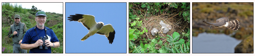 Image Bar Hen Harrier