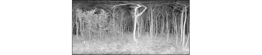 Image of native woodland captured using Terrestrial Laser Scanning