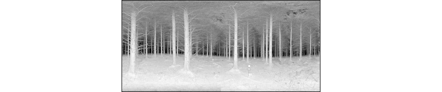 Sitka spruce plantation image captured using Terrestrial Laser Scanning