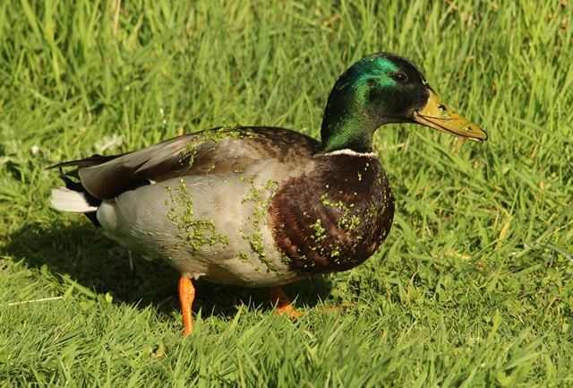 Duckweed for Dinner?