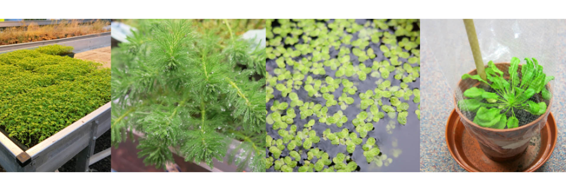 Collage of plants under research by the Plant Stress Research Group