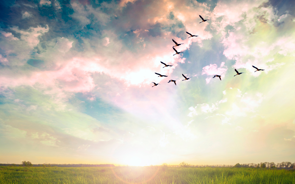 Flying birds over a green field at sunset