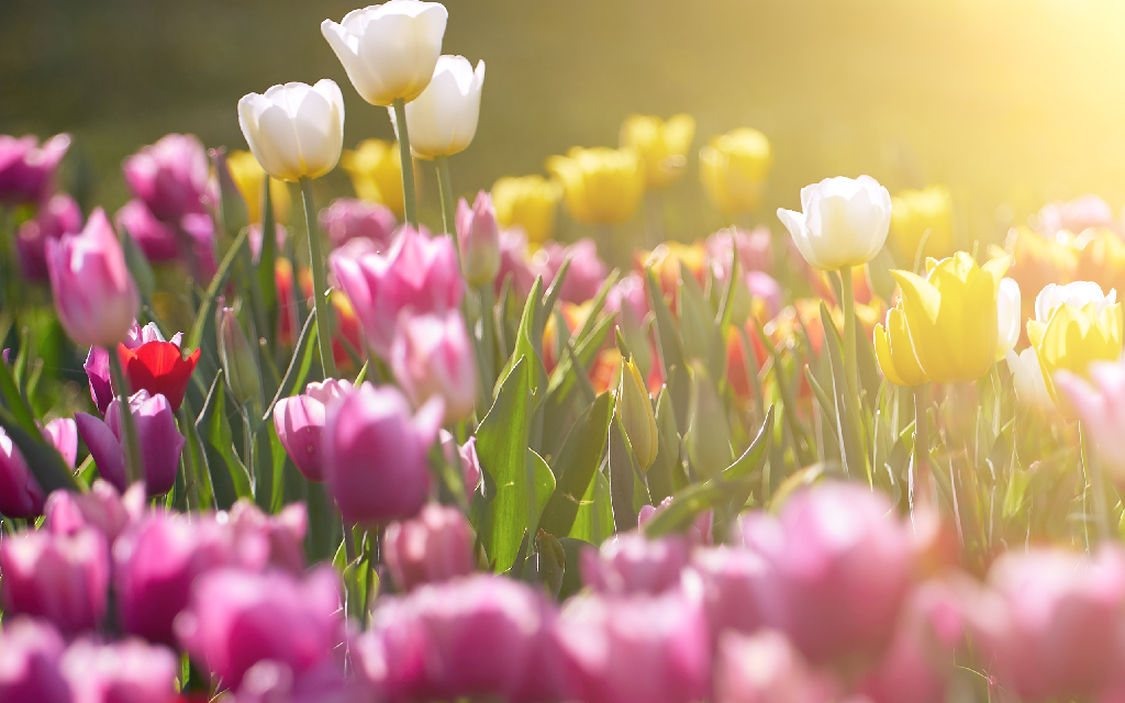 white tulip flowers blooming in a tulip field, against the background of blurry tulip flowers in the sunset light