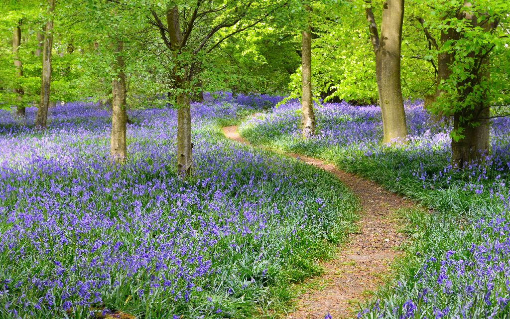 vast array of bluebells in a woods, with a pathway through them
