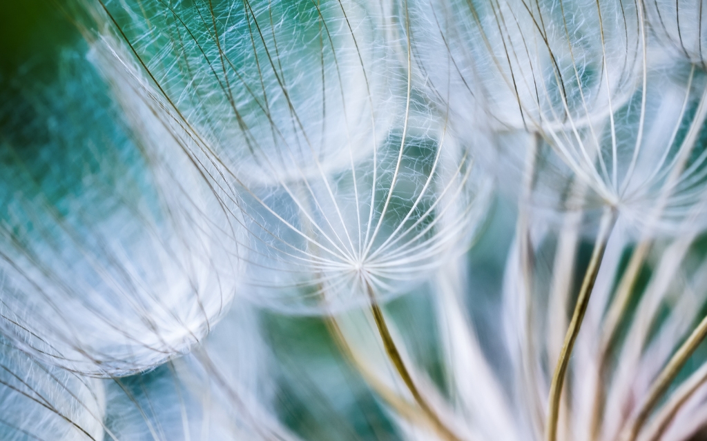 Dandelion seeds, photo close up