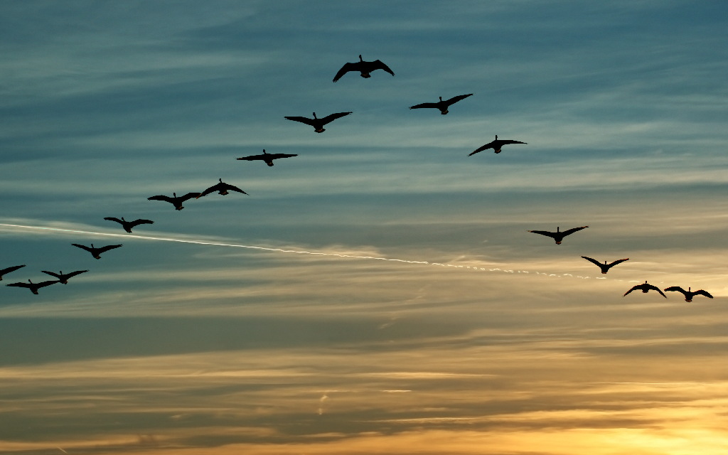 flock of migrating canada geese flying at sunset in a V formation