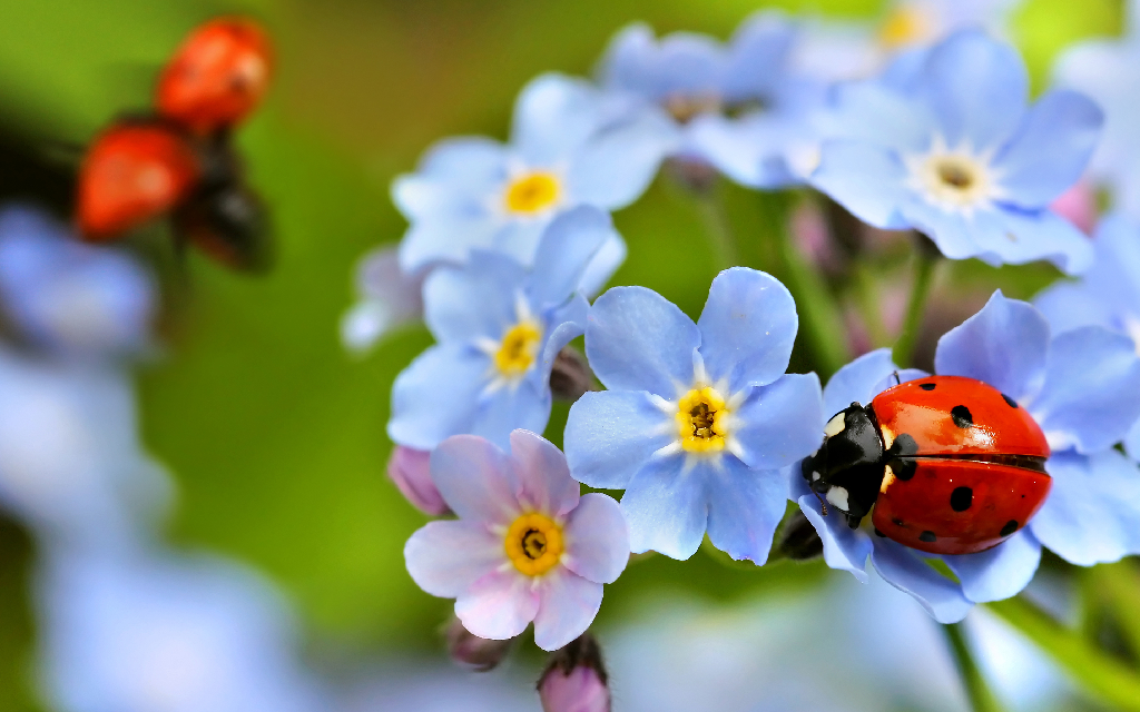 Lady bird (red and black) on a bloom of forget-me-not (delicate blue) flowers
