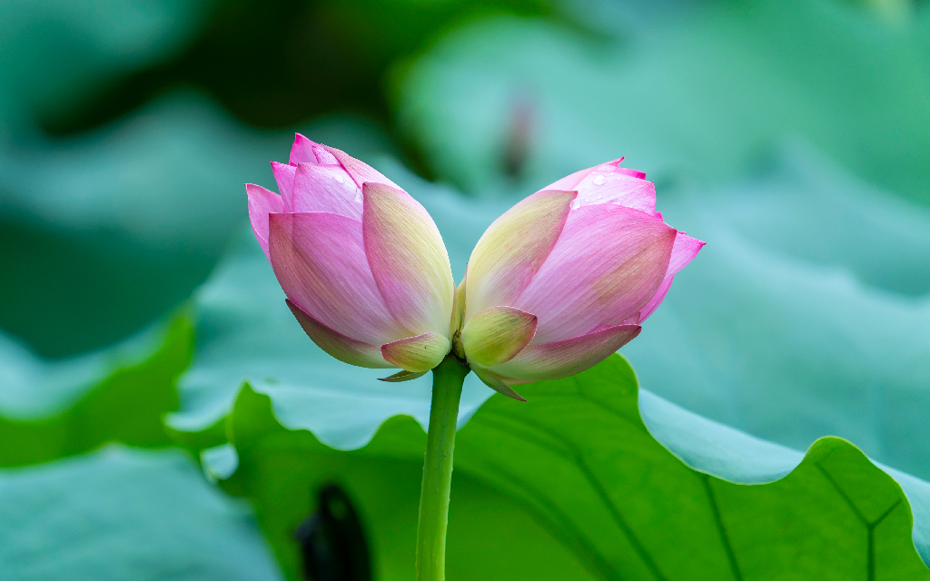 twin lotus flower bud collecting in lotus garden