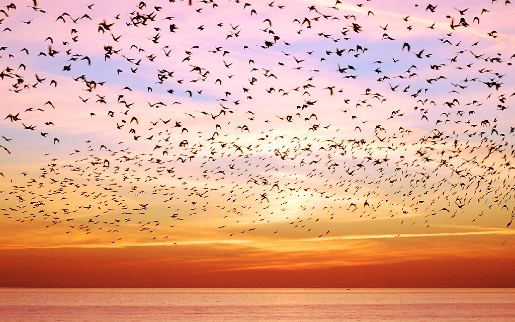 vivid pink and orange starling sunset