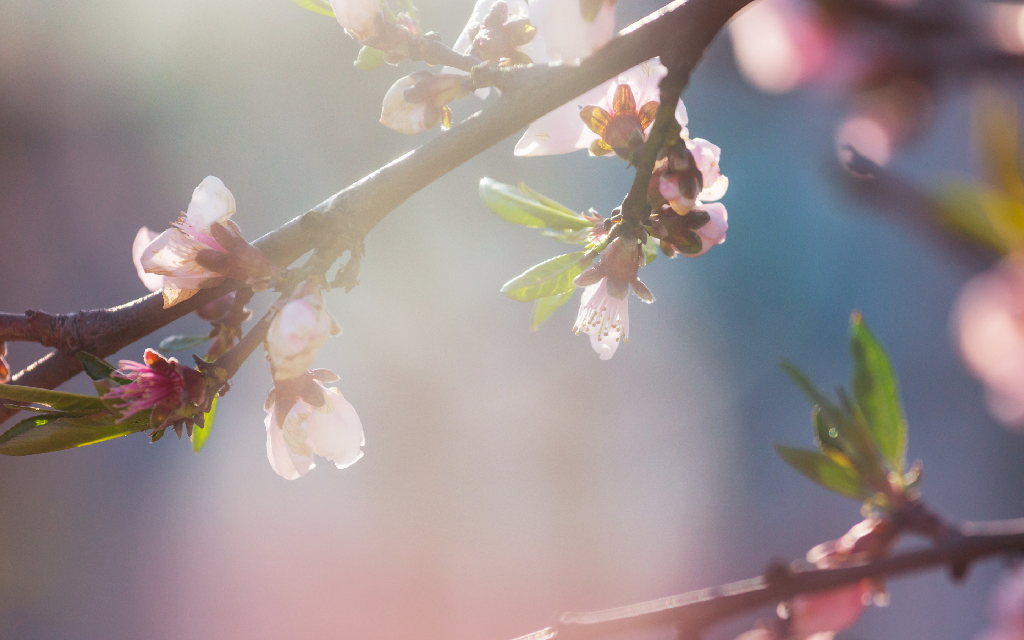 Close up of pink blossoming tree in spring garden