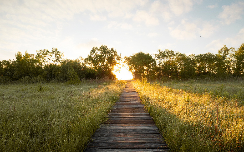 wooden path, amongst grass, rising up to a tree lined skyline, at sunrise