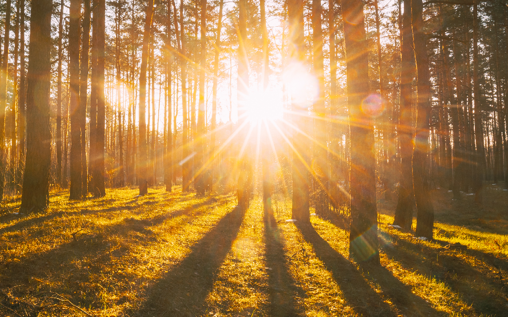 Sun setting through a forest