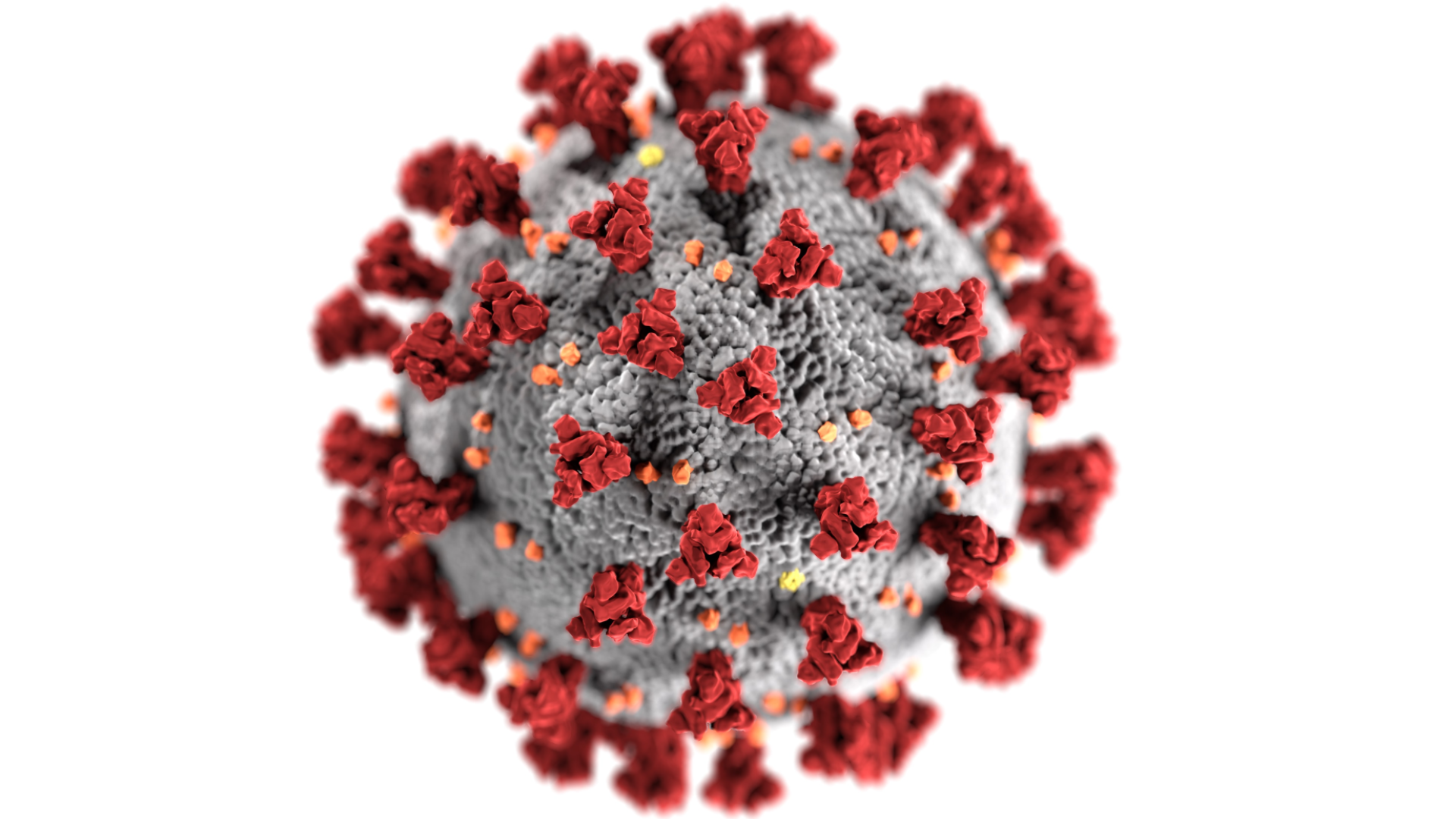 corona virus virion, with red spikes on the outer surface