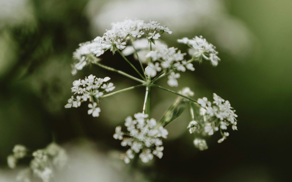 A close up of a white flower (cow parsley or Queen Anne's Lace wild flowers) with blurry background. Photo by Kate Cullen on Unsplash